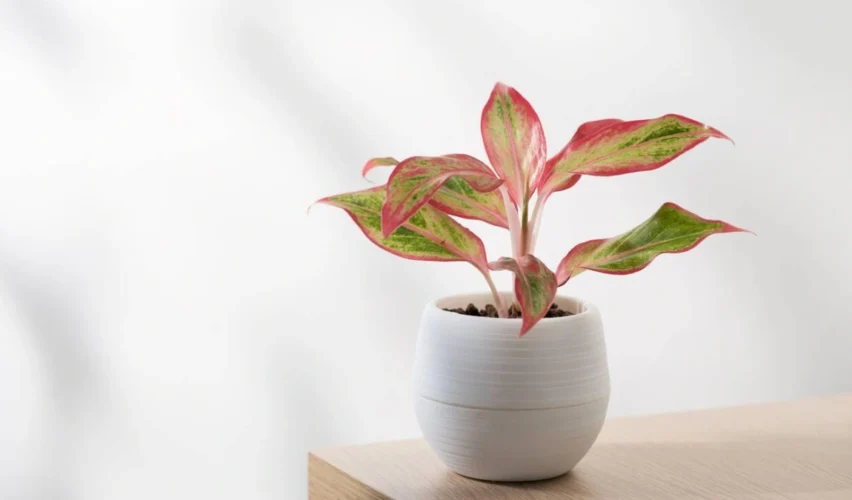 Aglaonema