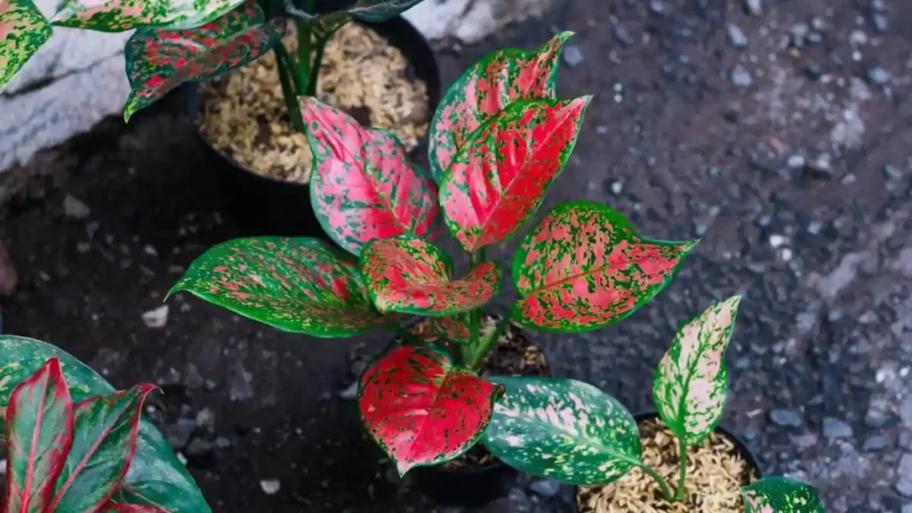 Aglaonema plant