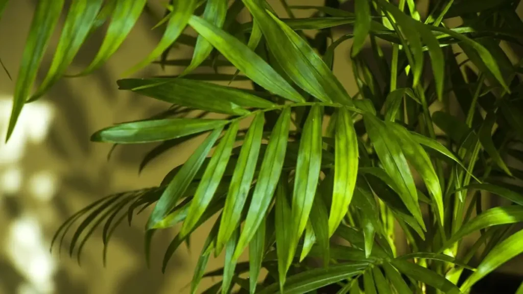 Areca palm plant