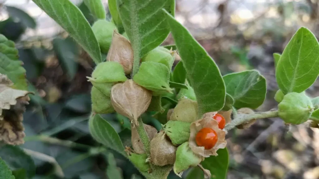 Ashwagandha plant