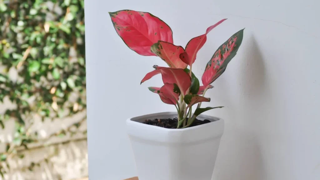Pink aglaonema