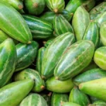Pointed gourd