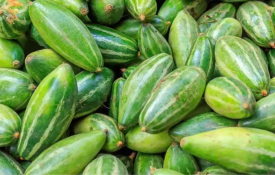 Pointed gourd