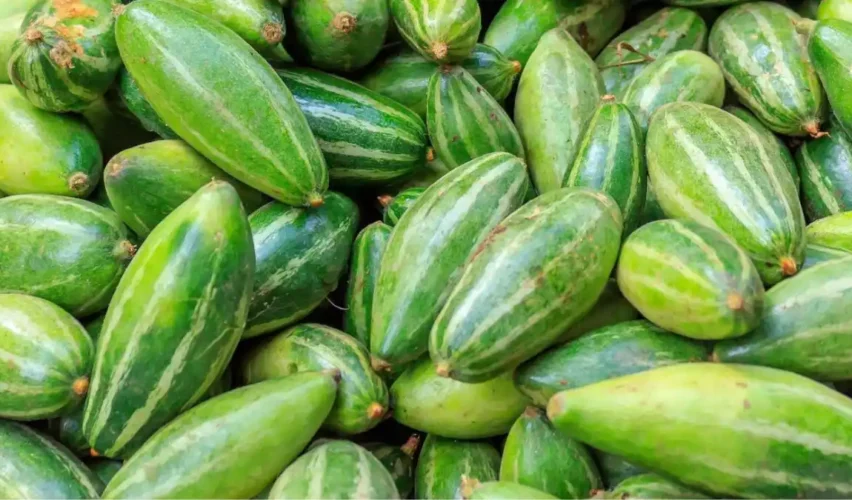 Pointed gourd