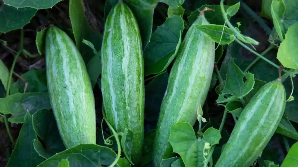 Pointed gourd nutrition