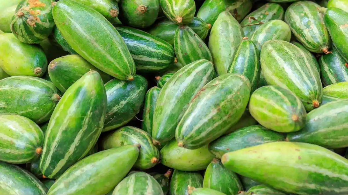 Pointed gourd